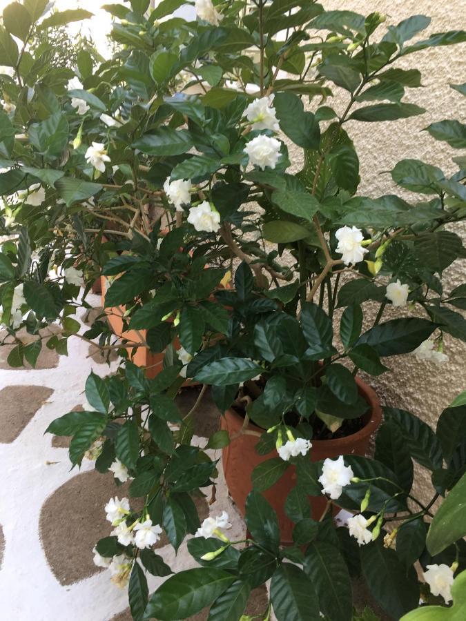 דירות Ligoneri Toula'S House 2 מראה חיצוני תמונה
