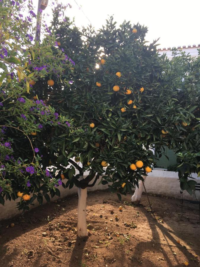 דירות Ligoneri Toula'S House 2 מראה חיצוני תמונה